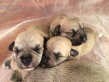 Miniature Schnoodles for Sale DOB 1-28-16